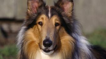 Animals dogs wallpaper