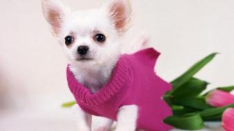 Animals dogs wallpaper