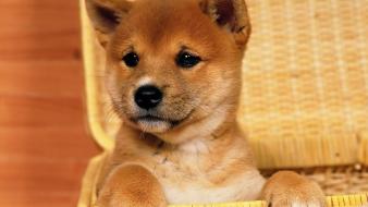 Animals dogs shiba inu wallpaper