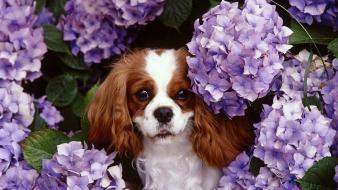 Animals dogs spaniel king charles hydrangeas wallpaper