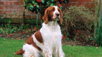 Animals dogs welsh springer spaniel wallpaper
