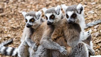 Animals lemurs wallpaper