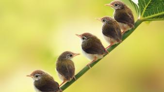 Birds animals low resolution baby wallpaper