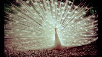 Birds peacocks wallpaper