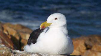 Birds seagulls wallpaper