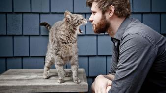 Cats animals men beard wallpaper