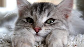 Close-up cats animals wallpaper