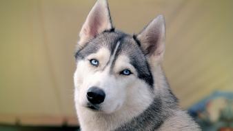 Eyes blue animals dogs husky wallpaper