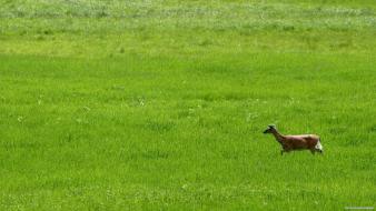 Fields deer white tail wallpaper