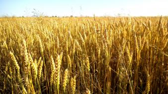 Fields rue wallpaper