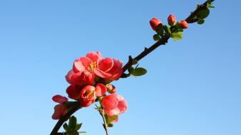 Flowers pink blue skies wallpaper