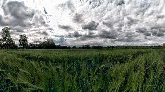 Green landscapes nature germany fields wallpaper