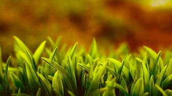 Green nature grass wallpaper