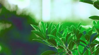 Green nature plants wallpaper