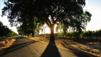 Landscapes nature trees mighty oak wallpaper