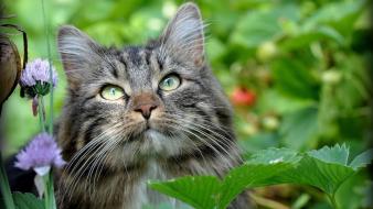 Nature cats animals wallpaper