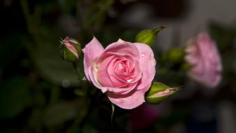 Nature flowers pink roses wallpaper