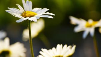 Nature flowers white daisies wallpaper