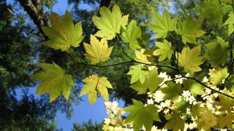 Nature leaves wallpaper