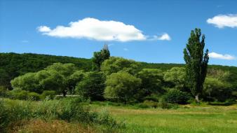 Nature trees fastigiate poplars wallpaper