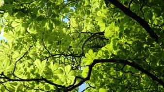 Nature trees wallpaper