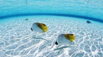 Ocean fish seascapes wallpaper
