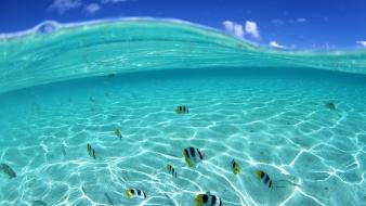 Ocean fish seascapes split-view wallpaper