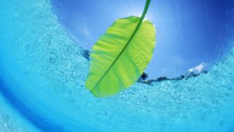 Ocean leaves seascapes wallpaper