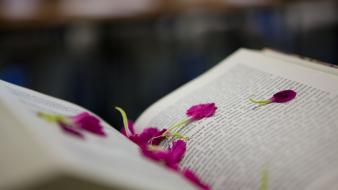 Reading books wallpaper