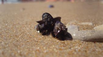 Sand seashells wallpaper