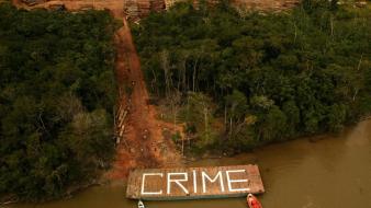 Trees crime greenpeace wallpaper