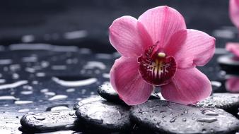 Water flowers pink wallpaper