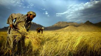 Wheat harvest wallpaper