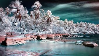 Abstract nature palm trees wallpaper