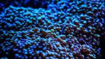 Aquarium depth of field sea anemones underwater wallpaper