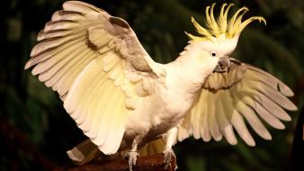 Birds cockatoo wallpaper