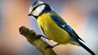 Blue tit twig birds wallpaper