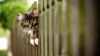 Cats animals outdoors wallpaper