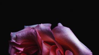 Dark flowers flora roses wallpaper
