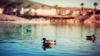Depth of field blurred background ed mcgowan wallpaper