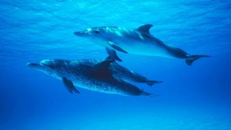 Dolphins spotted wallpaper