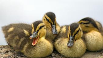 Ducks duckling baby birds wallpaper