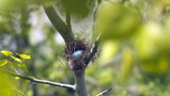 Eggs trees leaves depth of field nest blurred