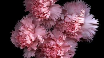 Flowers black background pink carnations wallpaper