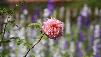 Flowers bokeh roses pink wallpaper