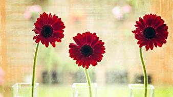 Flowers wallpaper