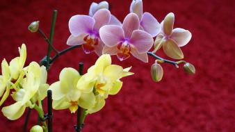 Flowers wallpaper