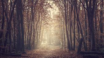 Forest path sepia wallpaper