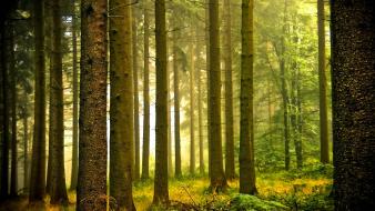 Forest wallpaper