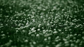 Grass bokeh depth of field dew white flowers wallpaper